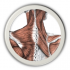 Why And How To Teach Anatomy Concepts To Children