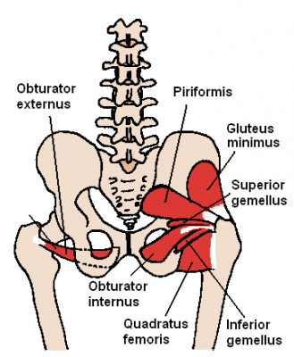 Posterior_Hip_Muscles_1 Posterior_Hip_Muscles_1