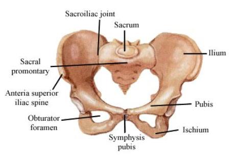 IMAGE Diagram of the pelvis with important bony landmarks. IMAGE