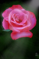 IMAGE A lovely pink rose. IMAGE