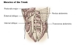 abdominals