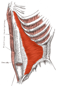 transversus_abdominis