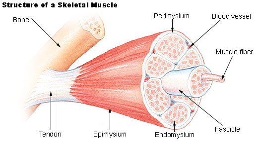 muscle fatigue experiment with rubber band