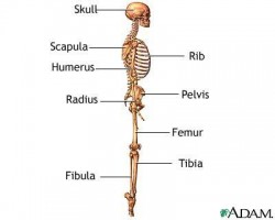 IMAGE A picture of the skeleton from the side with major bone structures labeled. IMAGE