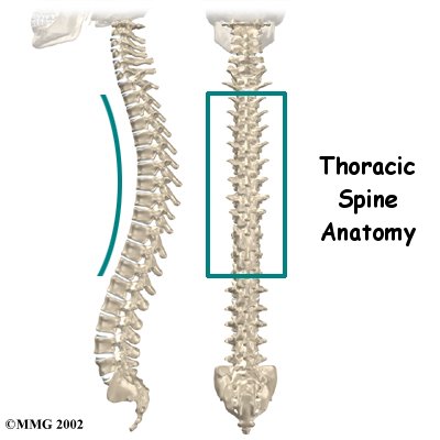 IMAGE The thorasic spine viewed from the side and the back. IMAGE