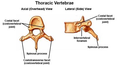 IMAGE Illustration of the thorasic vertebrae and its features viewed from the side and from overhead. IMAGE