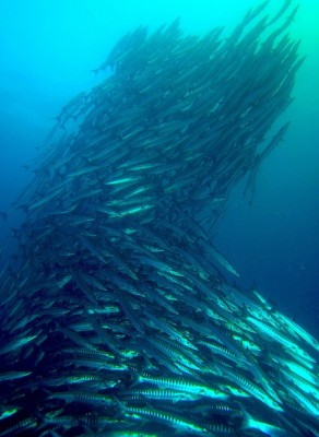 A school of barracuda follow the leader